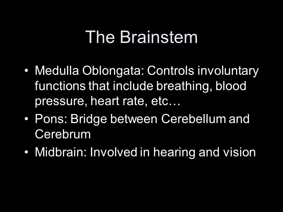 The Brainstem Medulla Oblongata: Controls involuntary functions that include breathing, blood pressure, heart rate, etc… Pons: Bridge between Cerebellum and Cerebrum Midbrain: Involved in hearing and vision