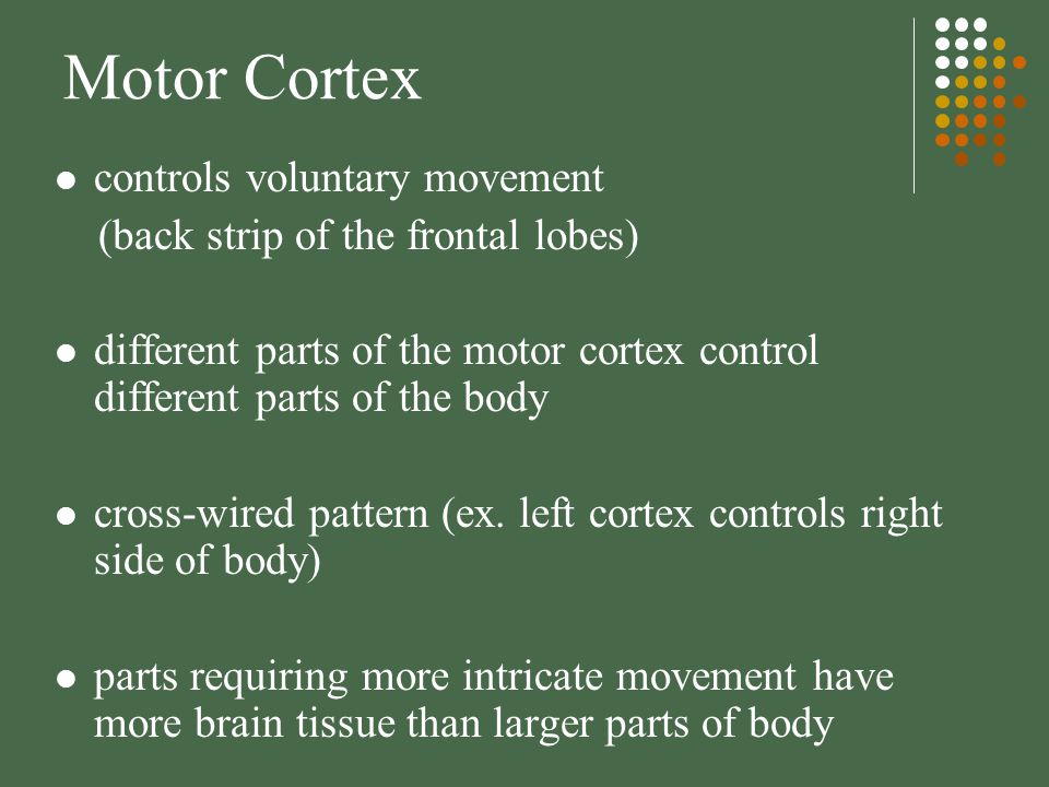 Motor Cortex controls voluntary movement (back strip of the frontal lobes) different parts of the motor cortex control different parts of the body cross-wired pattern (ex.