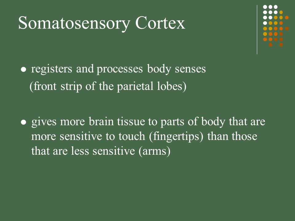 Somatosensory Cortex registers and processes body senses (front strip of the parietal lobes) gives more brain tissue to parts of body that are more sensitive to touch (fingertips) than those that are less sensitive (arms)