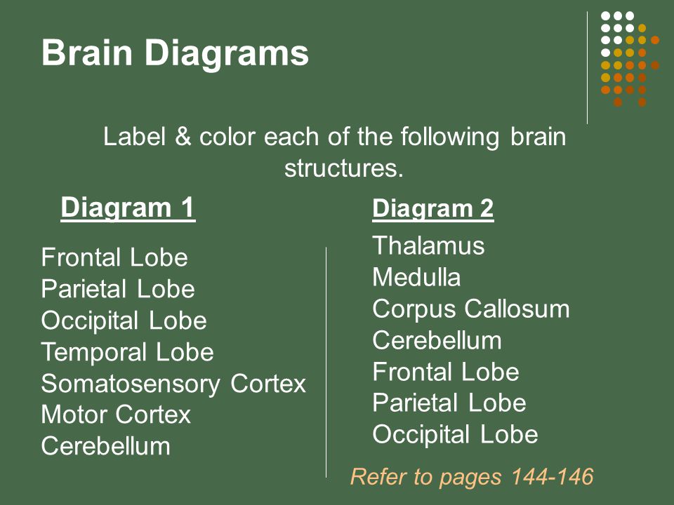Brain Diagrams Label & color each of the following brain structures.