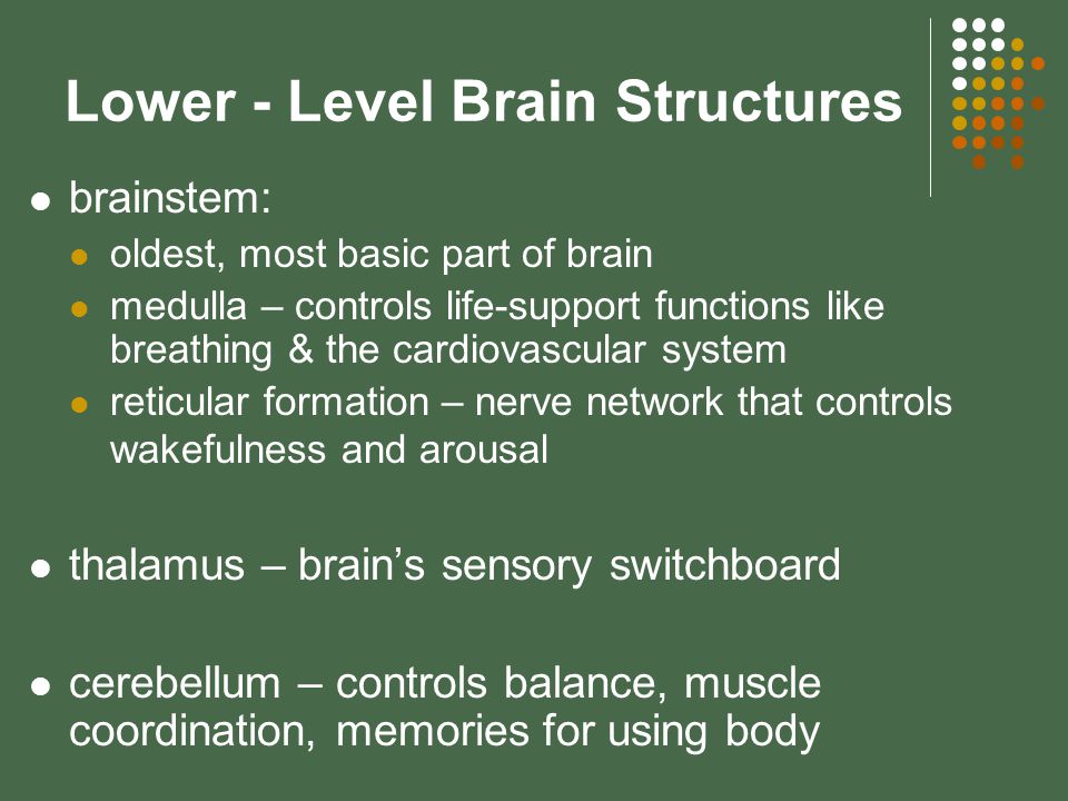 Lower - Level Brain Structures brainstem: oldest, most basic part of brain medulla – controls life-support functions like breathing & the cardiovascular system reticular formation – nerve network that controls wakefulness and arousal thalamus – brain’s sensory switchboard cerebellum – controls balance, muscle coordination, memories for using body