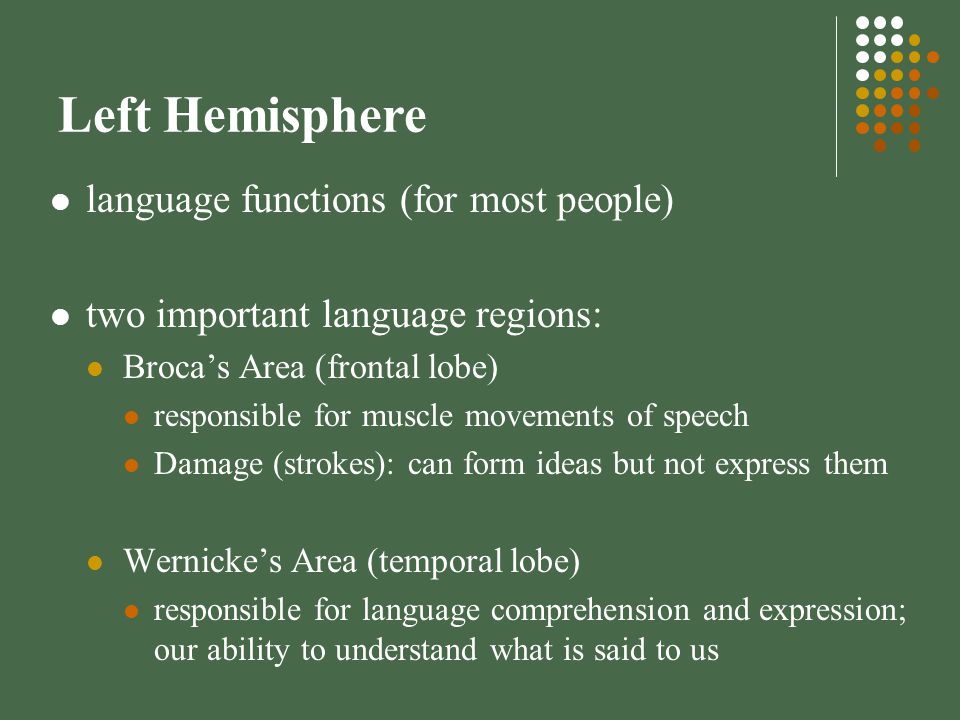 Left Hemisphere language functions (for most people) two important language regions: Broca’s Area (frontal lobe) responsible for muscle movements of speech Damage (strokes): can form ideas but not express them Wernicke’s Area (temporal lobe) responsible for language comprehension and expression; our ability to understand what is said to us
