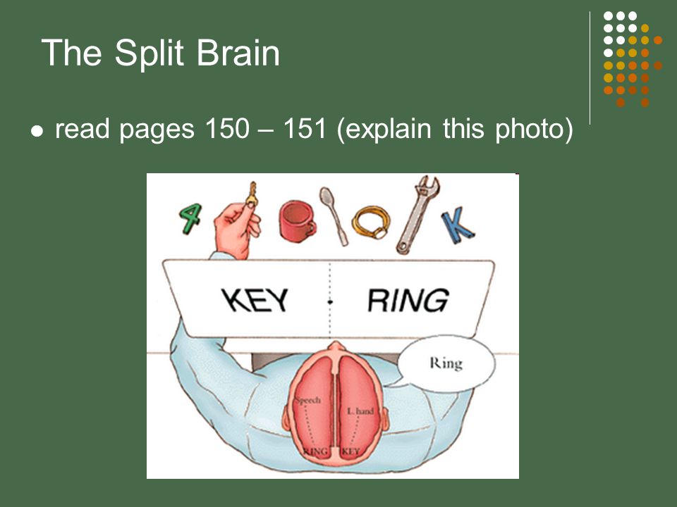 The Split Brain read pages 150 – 151 (explain this photo)