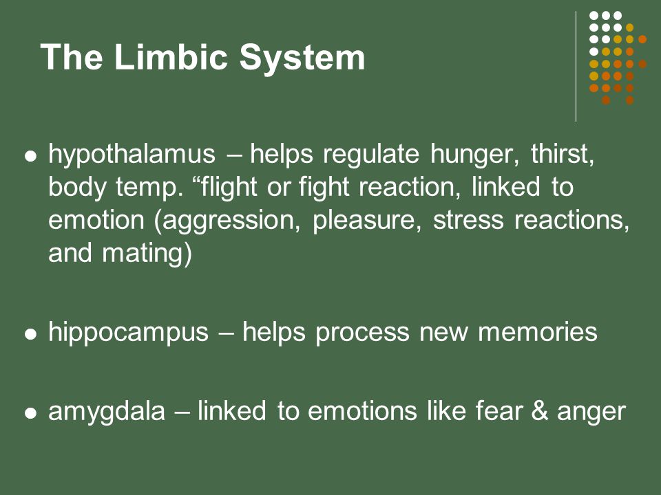 The Limbic System hypothalamus – helps regulate hunger, thirst, body temp.