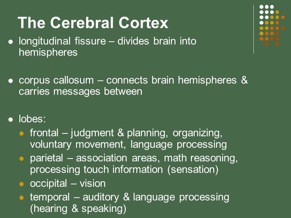 The Cerebral Cortex longitudinal fissure – divides brain into hemispheres corpus callosum – connects brain hemispheres & carries messages between lobes: frontal – judgment & planning, organizing, voluntary movement, language processing parietal – association areas, math reasoning, processing touch information (sensation) occipital – vision temporal – auditory & language processing (hearing & speaking)