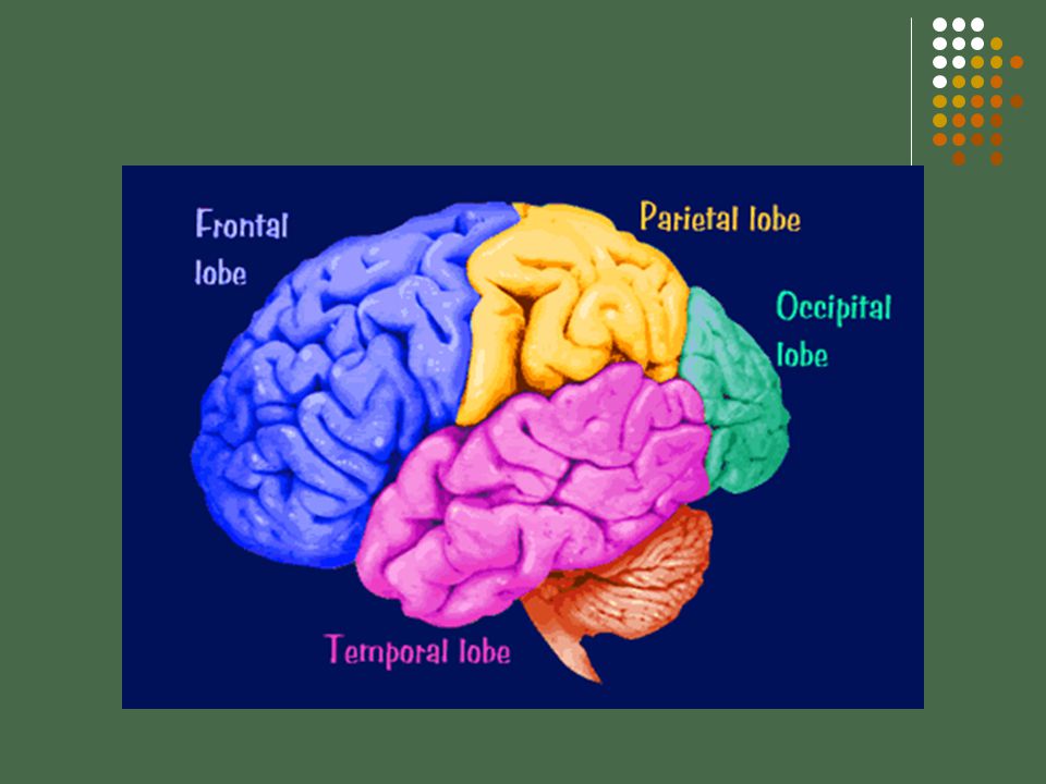 Lobes of the Cerebral Cortex