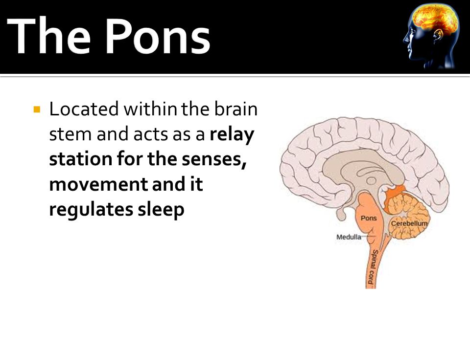  Located within the brain stem and acts as a relay station for the senses, movement and it regulates sleep