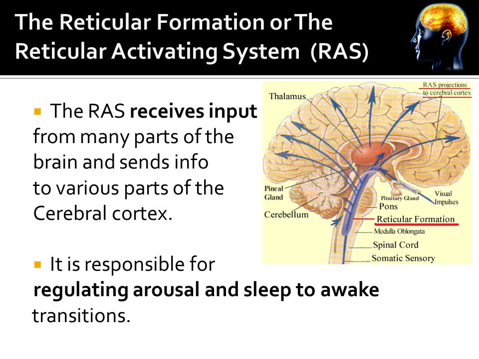  The RAS receives input from many parts of the brain and sends info to various parts of the Cerebral cortex.