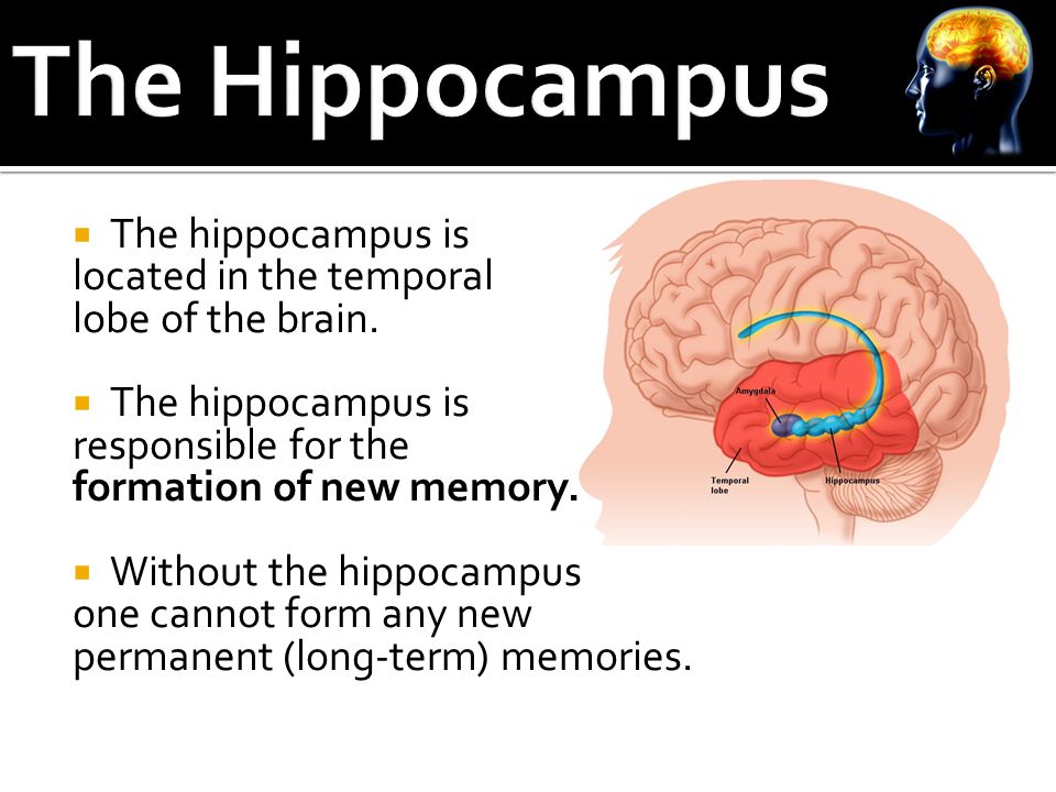  The hippocampus is located in the temporal lobe of the brain.