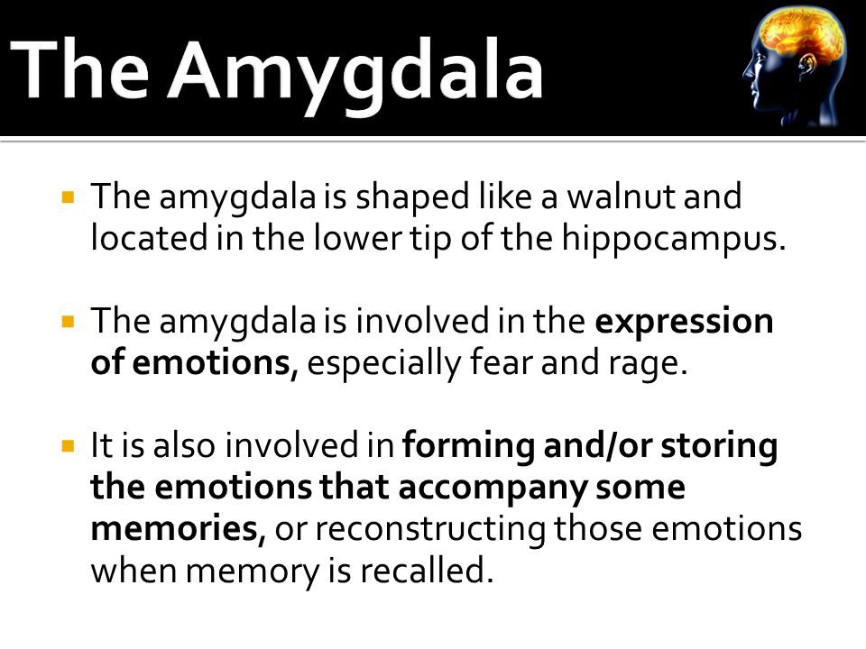  The amygdala is shaped like a walnut and located in the lower tip of the hippocampus.