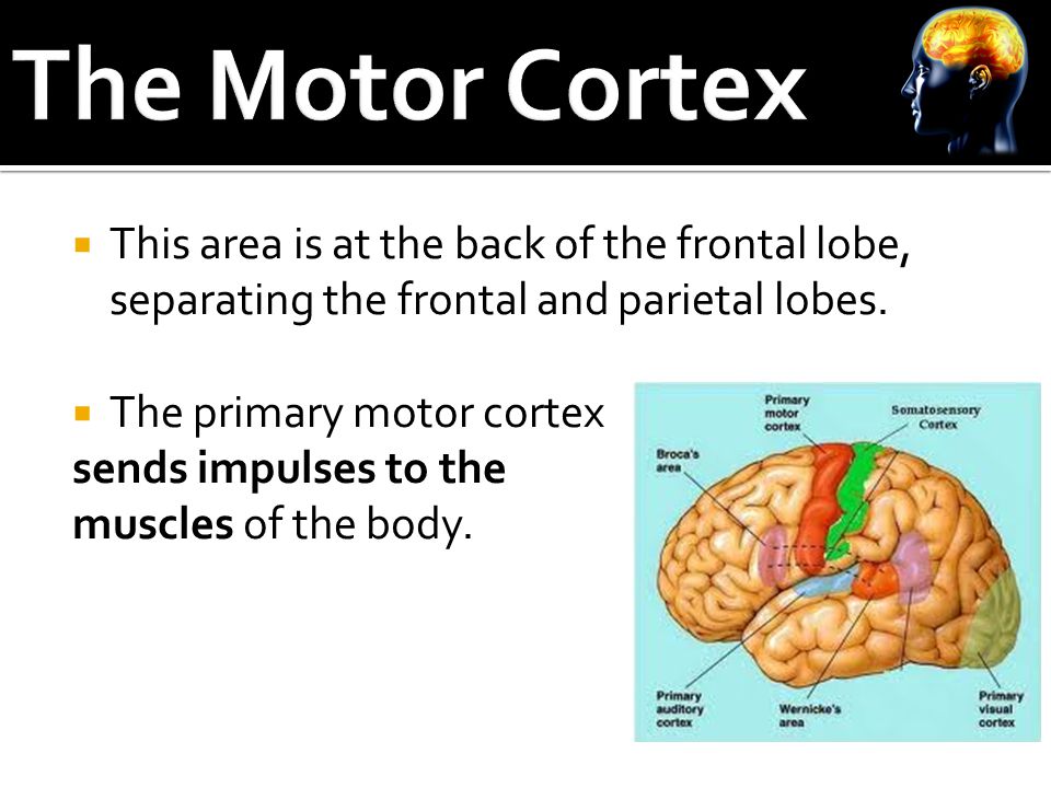  This area is at the back of the frontal lobe, separating the frontal and parietal lobes.