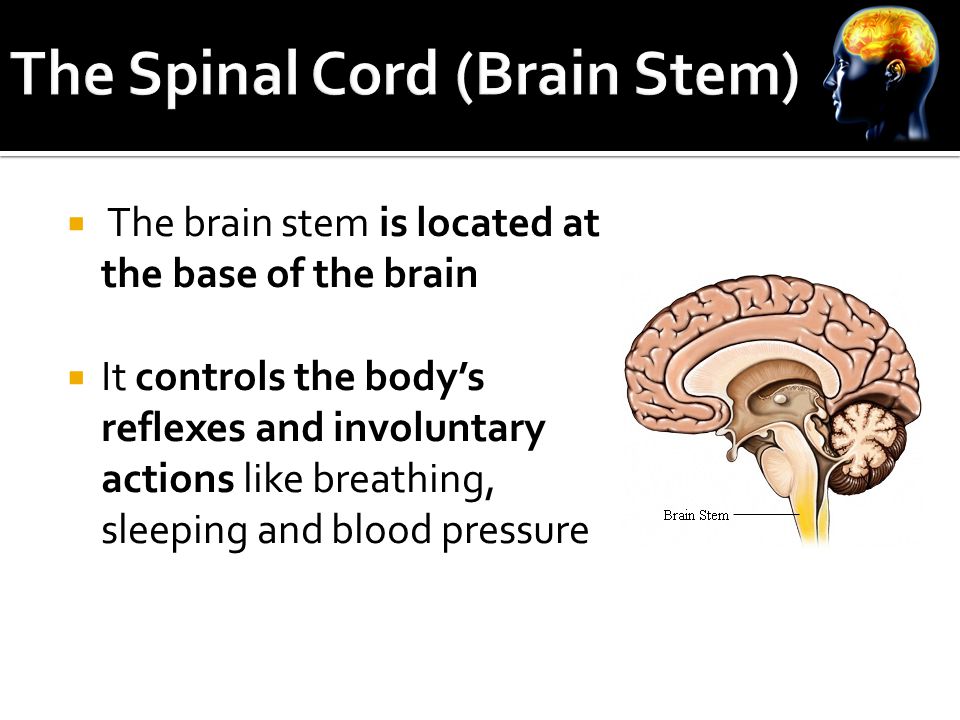  The brain stem is located at the base of the brain  It controls the body’s reflexes and involuntary actions like breathing, sleeping and blood pressure