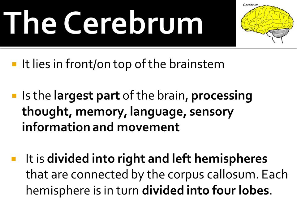  It lies in front/on top of the brainstem  Is the largest part of the brain, processing thought, memory, language, sensory information and movement  It is divided into right and left hemispheres that are connected by the corpus callosum.