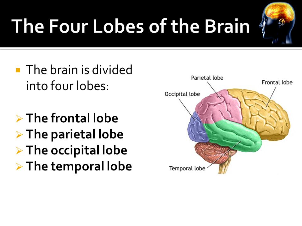  The brain is divided into four lobes:  The frontal lobe  The parietal lobe  The occipital lobe  The temporal lobe