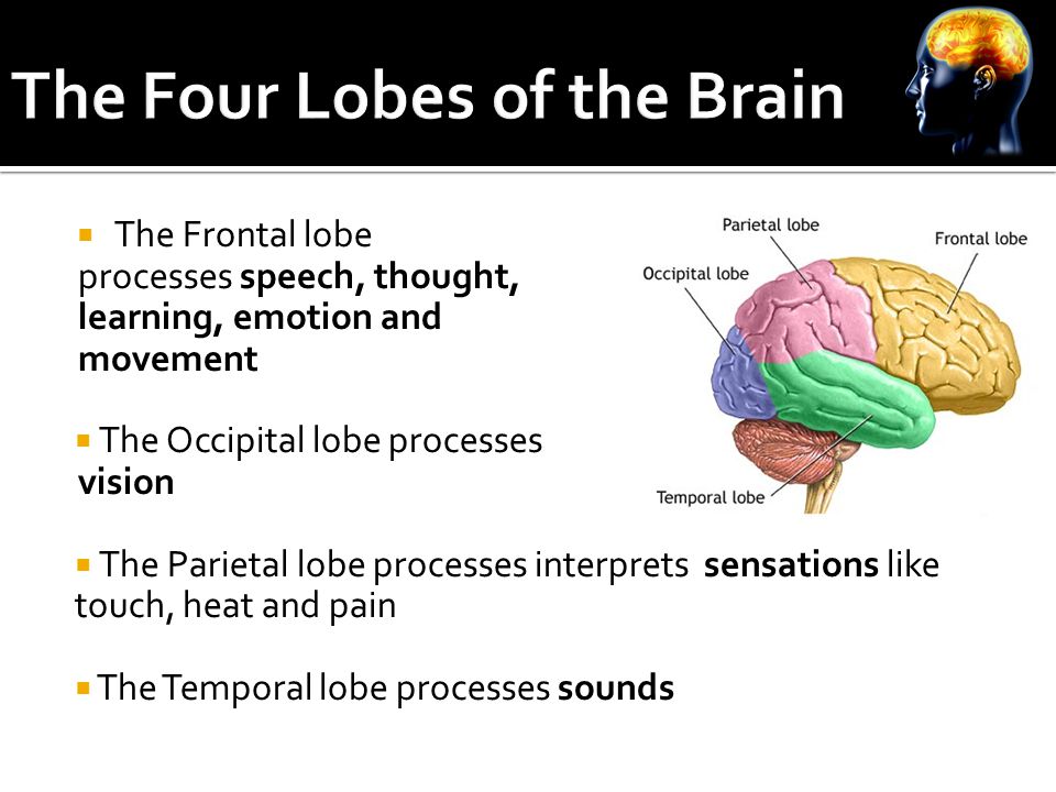  The Frontal lobe processes speech, thought, learning, emotion and movement  The Occipital lobe processes vision  The Parietal lobe processes interprets sensations like touch, heat and pain  The Temporal lobe processes sounds