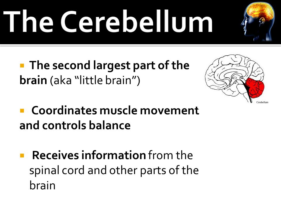  The second largest part of the brain (aka little brain )  Coordinates muscle movement and controls balance  Receives information from the spinal cord and other parts of the brain