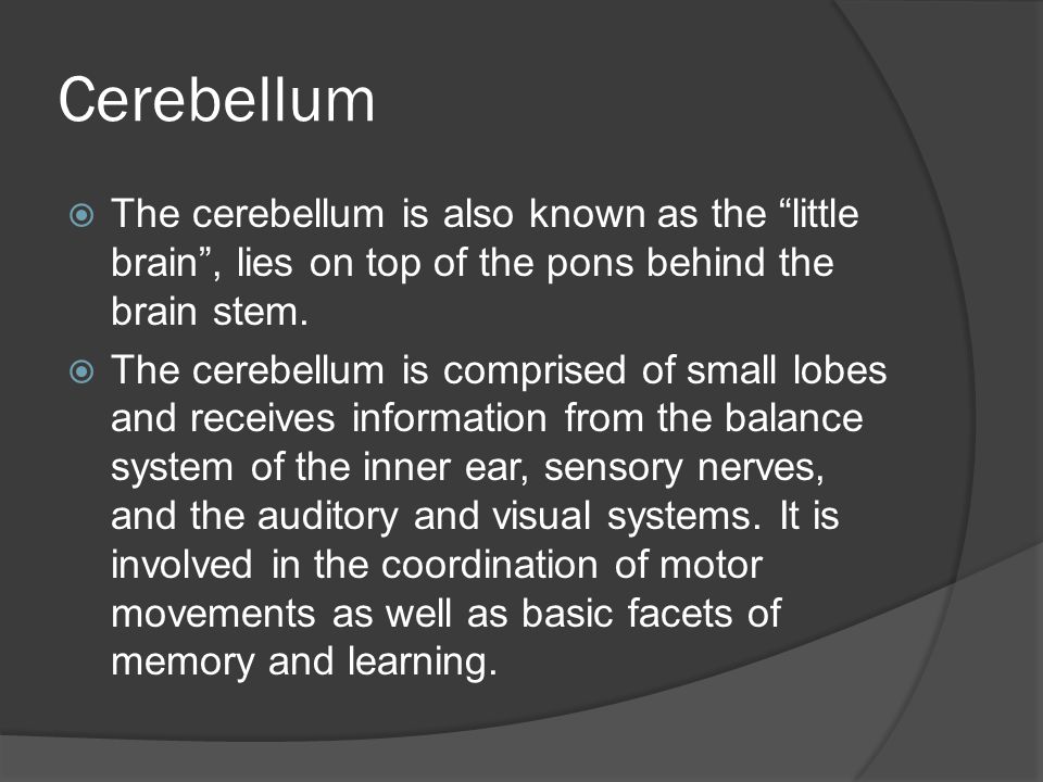 Cerebellum  The cerebellum is also known as the little brain , lies on top of the pons behind the brain stem.