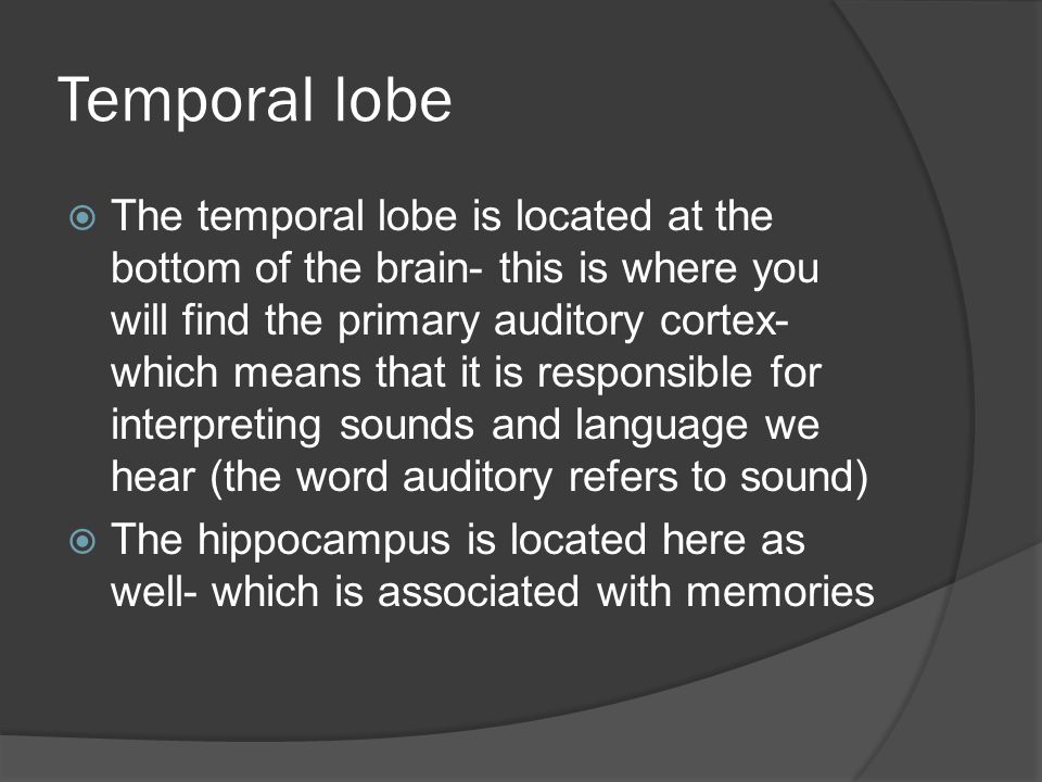 Temporal lobe  The temporal lobe is located at the bottom of the brain- this is where you will find the primary auditory cortex- which means that it is responsible for interpreting sounds and language we hear (the word auditory refers to sound)  The hippocampus is located here as well- which is associated with memories