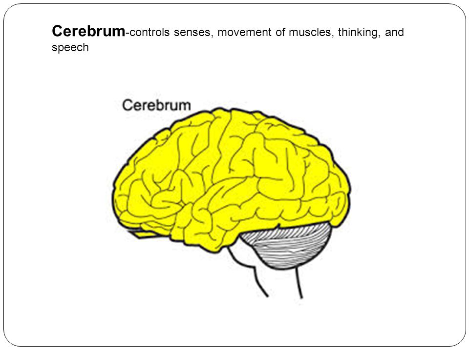 Cerebrum -controls senses, movement of muscles, thinking, and speech