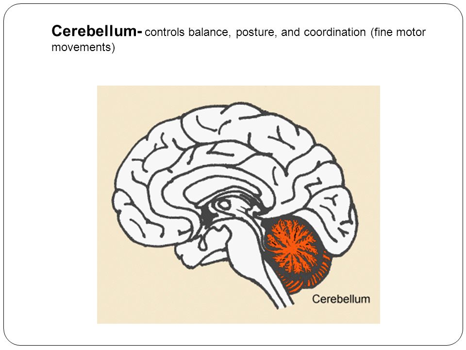Cerebellum- controls balance, posture, and coordination (fine motor movements)