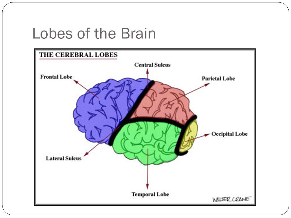 Lobes of the Brain