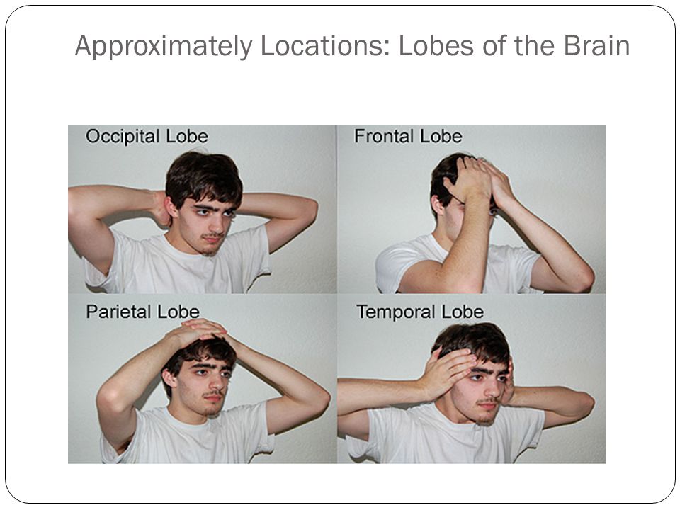 Approximately Locations: Lobes of the Brain