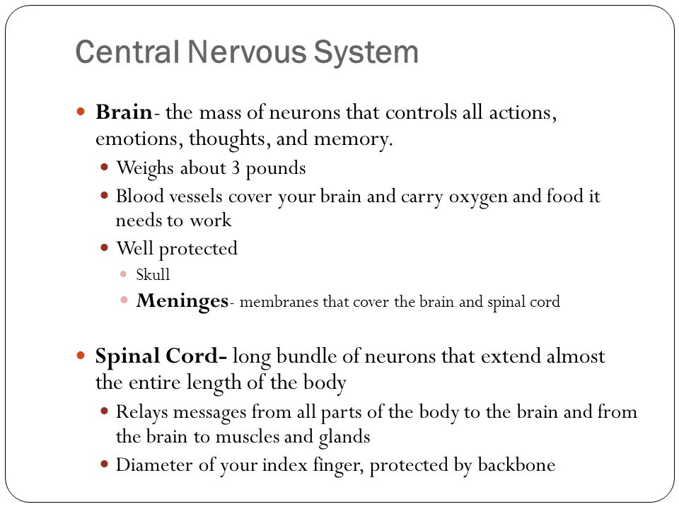 Central Nervous System Brain- the mass of neurons that controls all actions, emotions, thoughts, and memory.