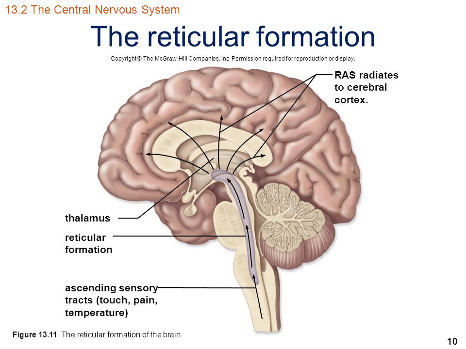 10 The reticular formation Copyright © The McGraw-Hill Companies, Inc.