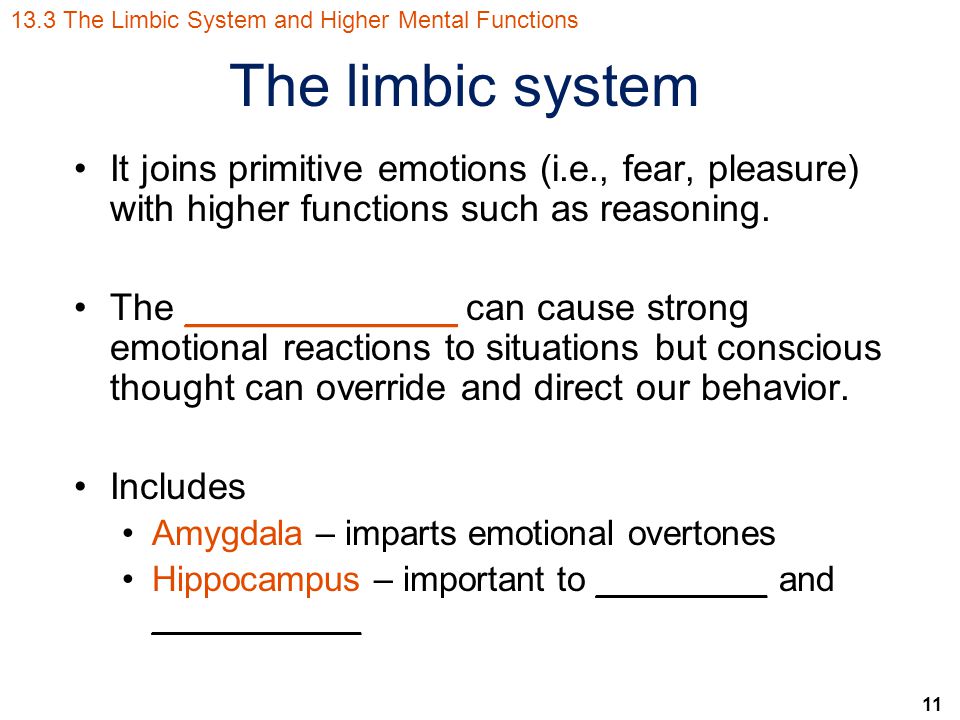 11 The limbic system It joins primitive emotions (i.e., fear, pleasure) with higher functions such as reasoning.