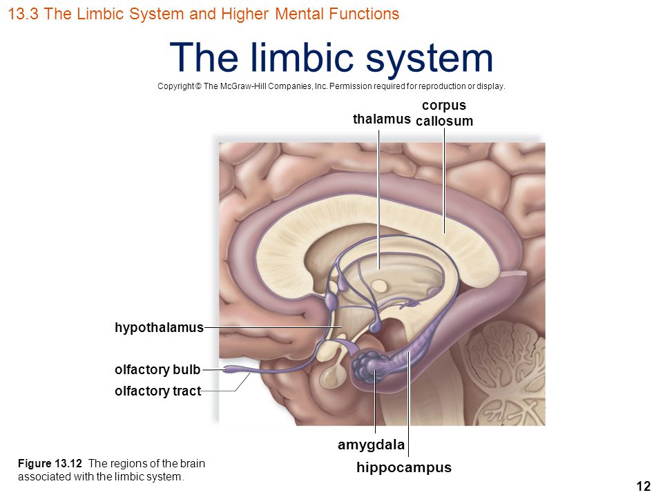 12 The limbic system Copyright © The McGraw-Hill Companies, Inc.