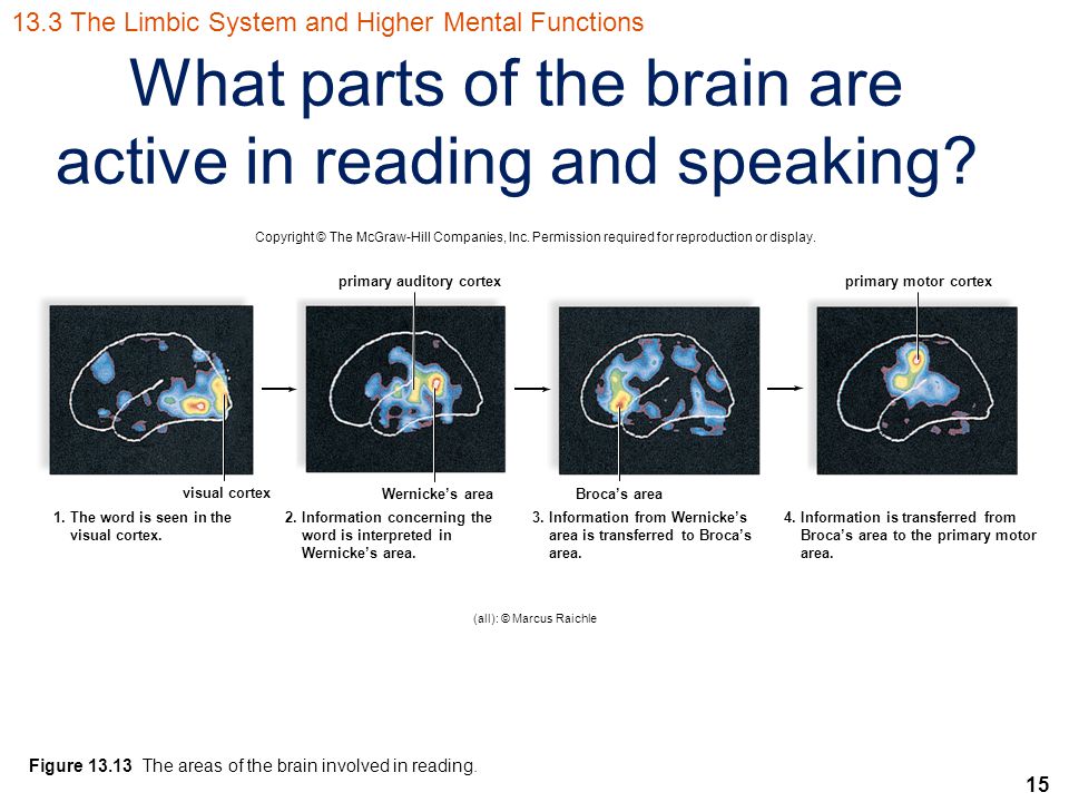 15 What parts of the brain are active in reading and speaking.