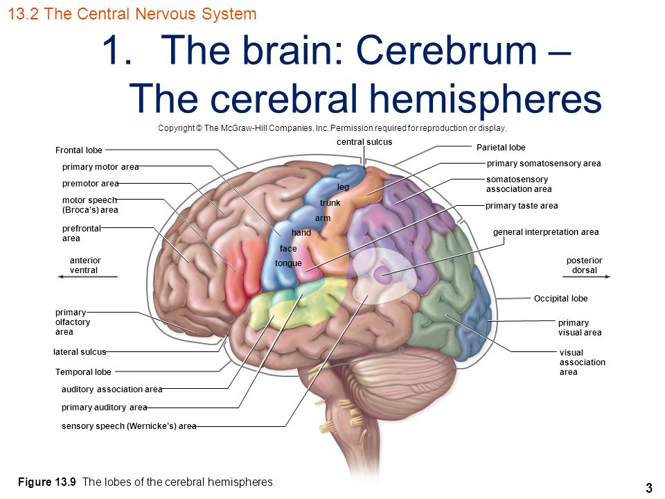3 1.The brain: Cerebrum – The cerebral hemispheres Copyright © The McGraw-Hill Companies, Inc.