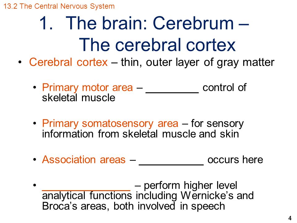 4 1.The brain: Cerebrum – The cerebral cortex Cerebral cortex – thin, outer layer of gray matter Primary motor area – _________ control of skeletal muscle Primary somatosensory area – for sensory information from skeletal muscle and skin Association areas – ___________ occurs here _______________ – perform higher level analytical functions including Wernicke’s and Broca’s areas, both involved in speech 13.2 The Central Nervous System