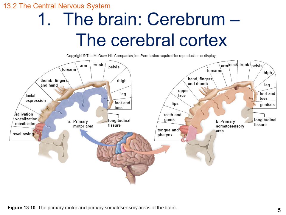 5 1.The brain: Cerebrum – The cerebral cortex Copyright © The McGraw-Hill Companies, Inc.