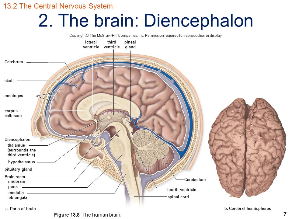 7 2. The brain: Diencephalon Copyright © The McGraw-Hill Companies, Inc.