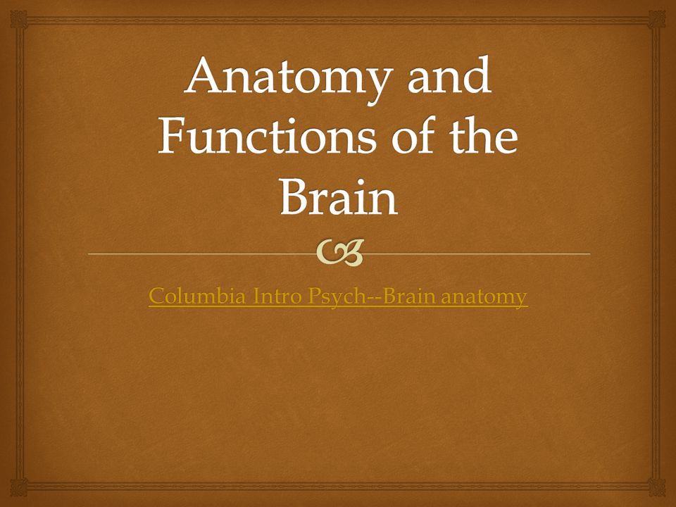 Columbia Intro Psych--Brain anatomy Columbia Intro Psych--Brain anatomy