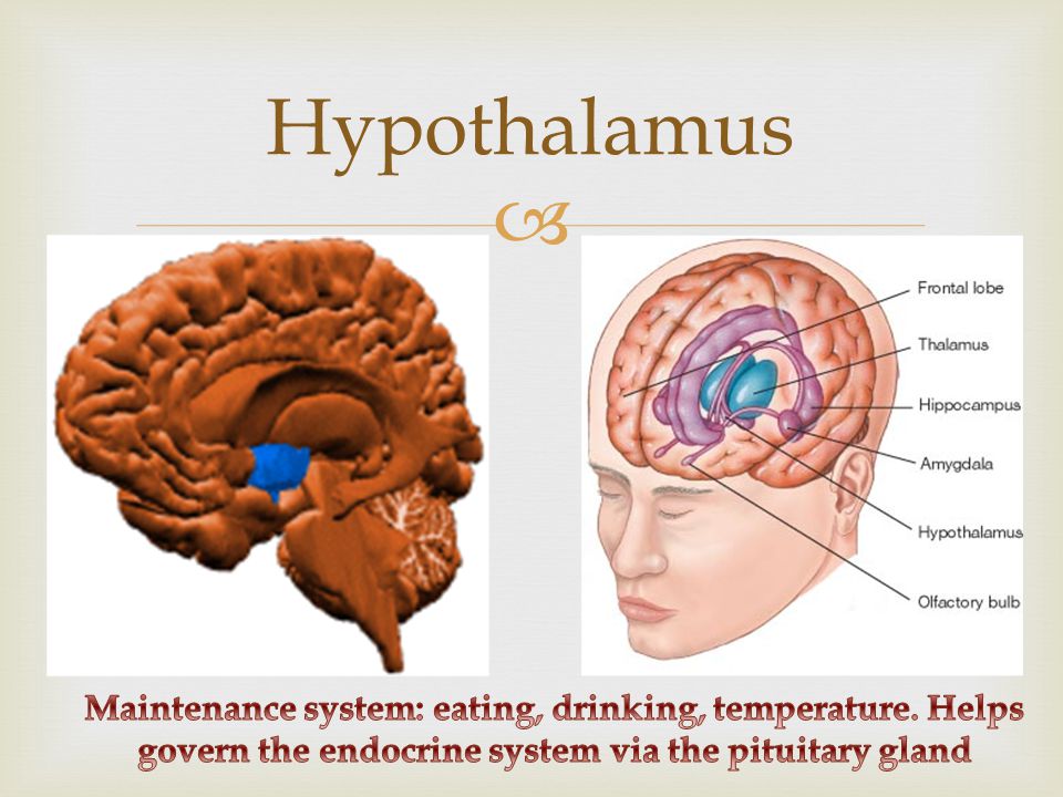  Hypothalamus