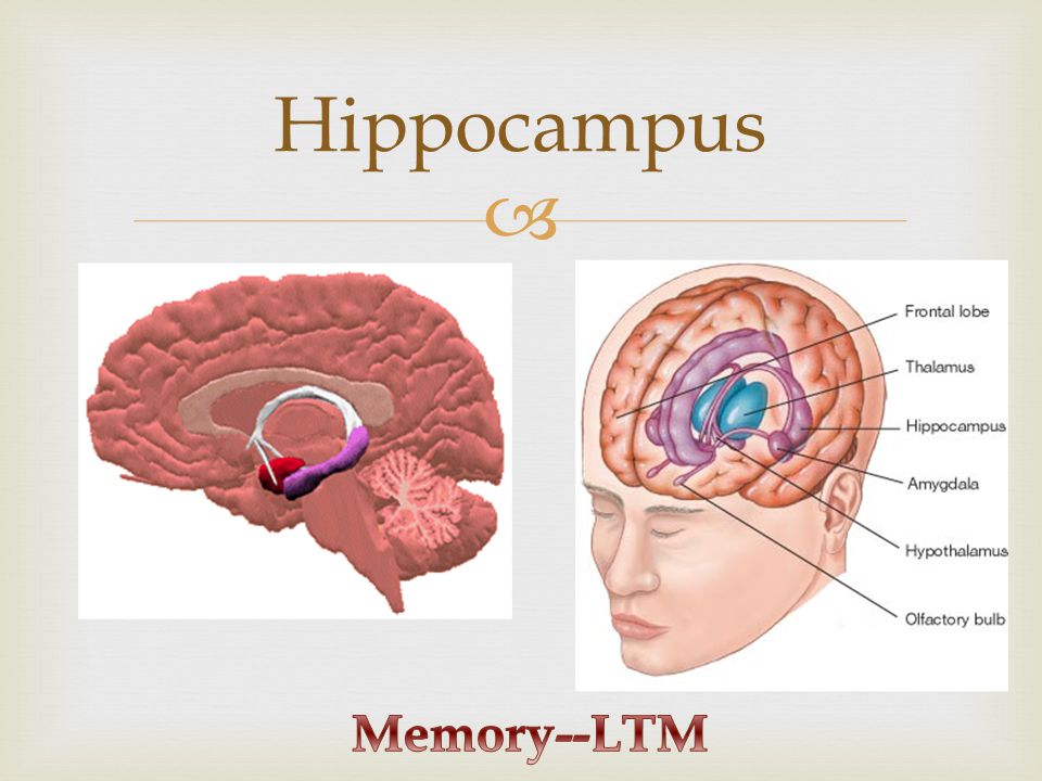  Hippocampus