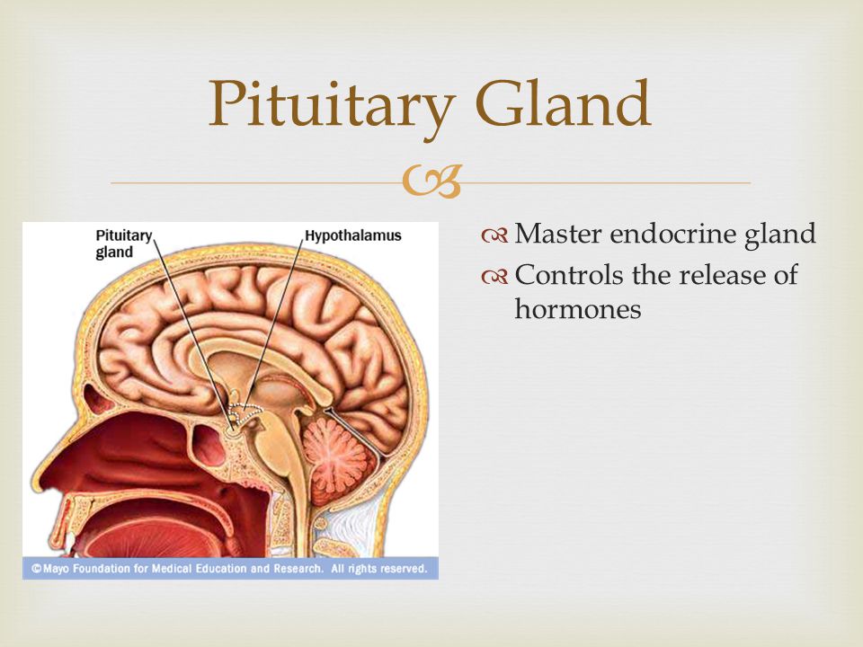  Pituitary Gland  Master endocrine gland  Controls the release of hormones
