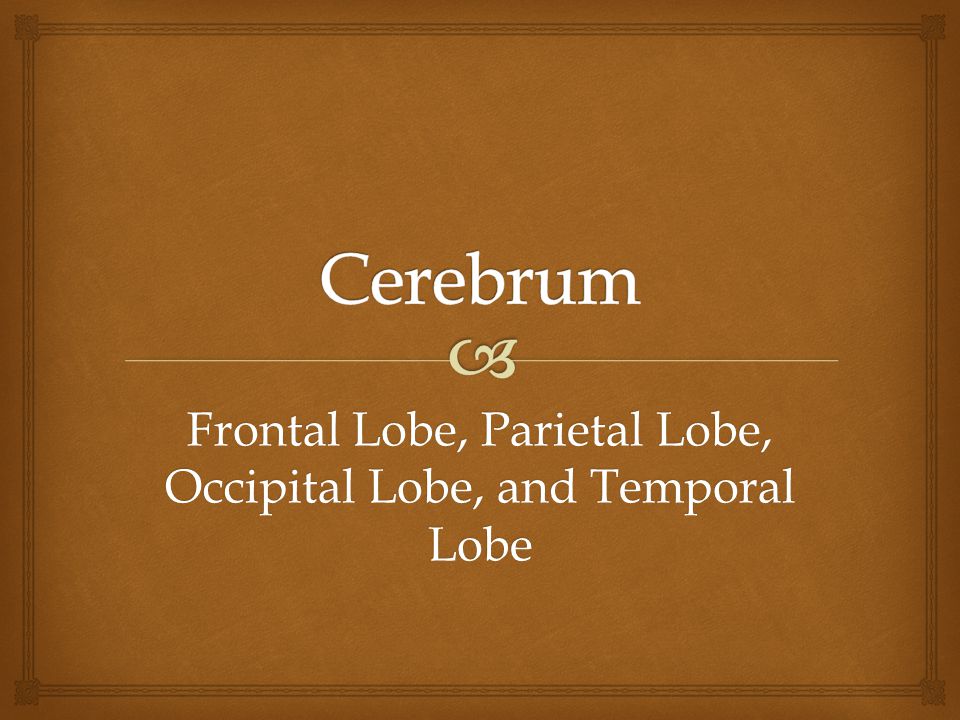 Frontal Lobe, Parietal Lobe, Occipital Lobe, and Temporal Lobe