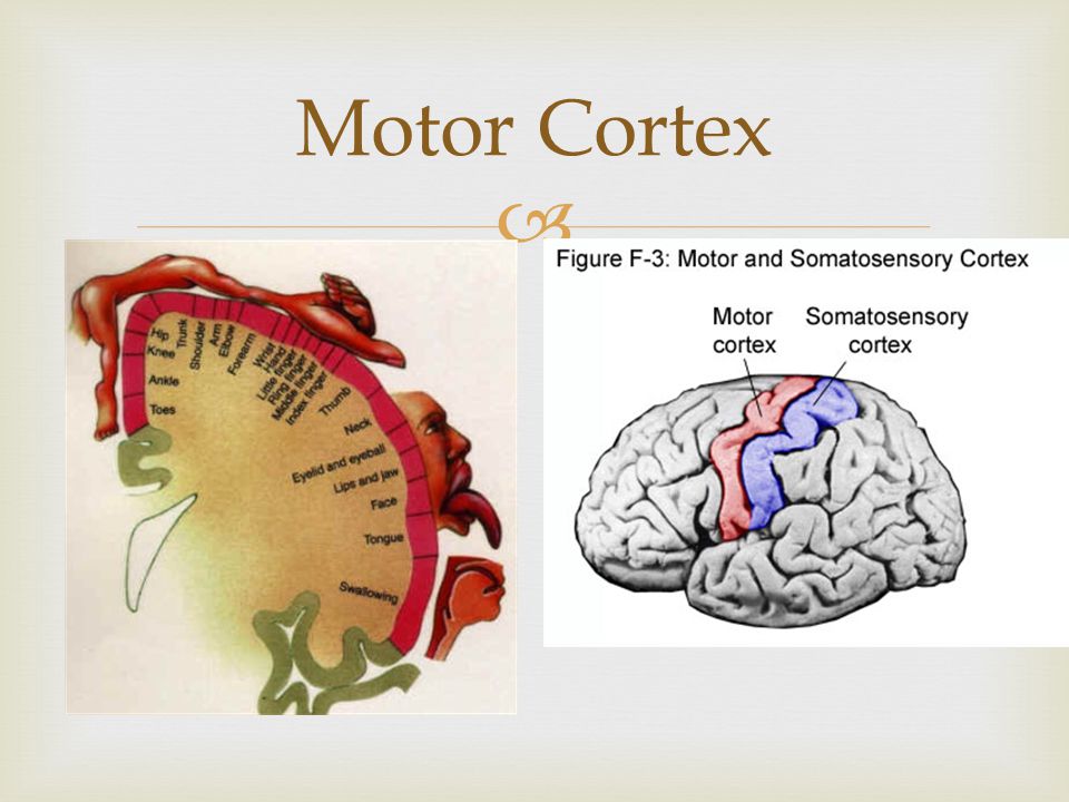  Motor Cortex