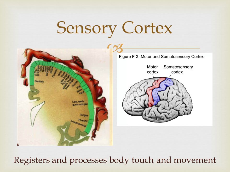 Sensory Cortex Registers and processes body touch and movement