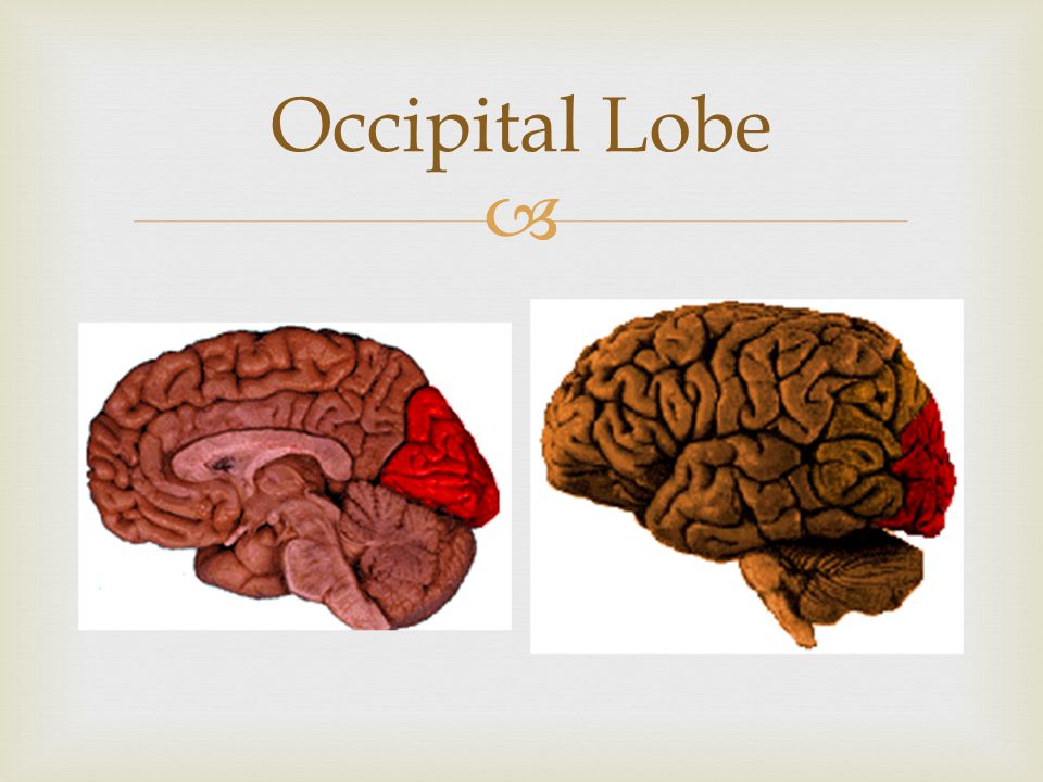  Occipital Lobe
