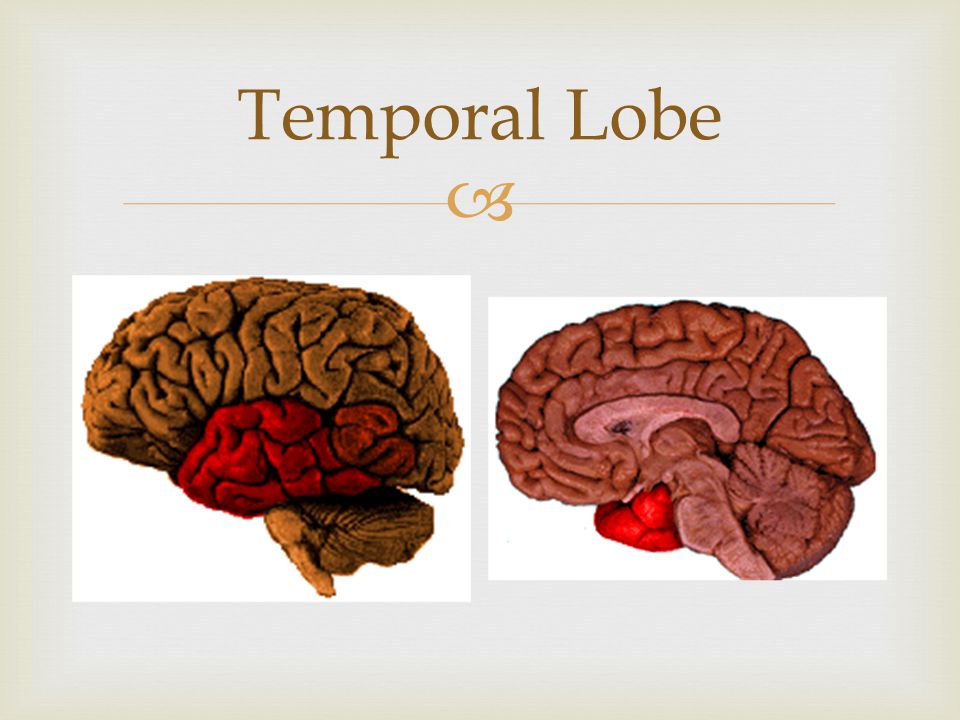  Temporal Lobe