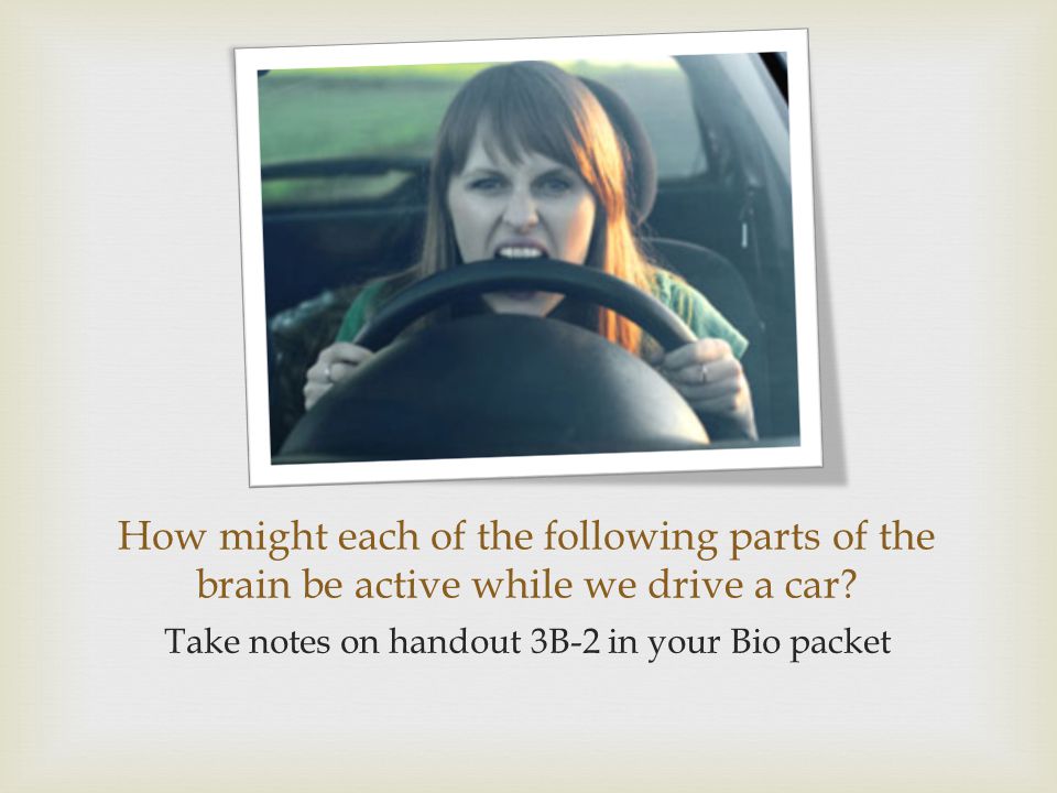 How might each of the following parts of the brain be active while we drive a car.