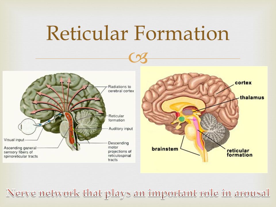  Reticular Formation