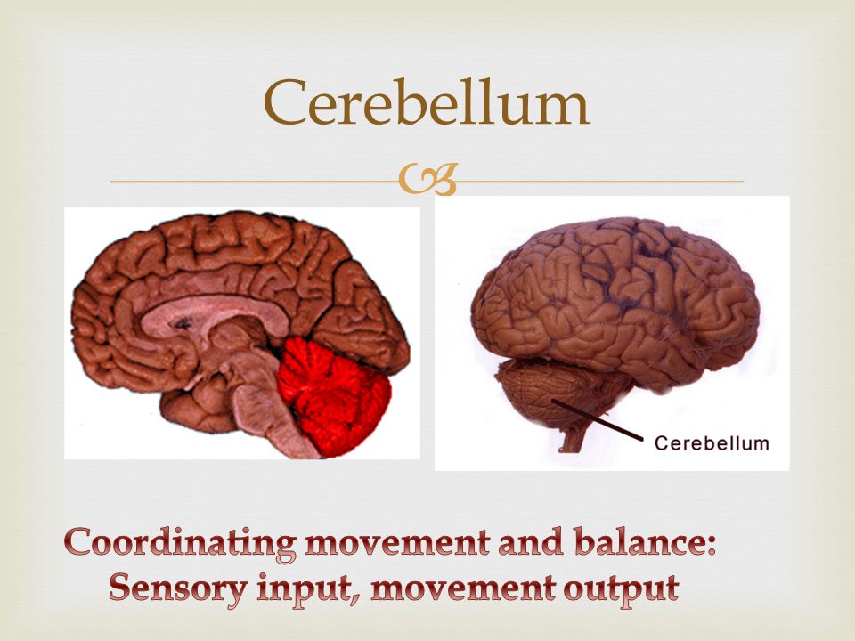  Cerebellum