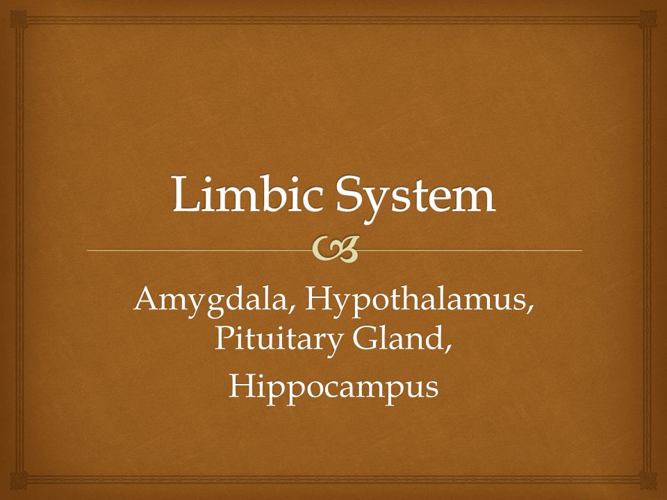 Amygdala, Hypothalamus, Pituitary Gland, Hippocampus