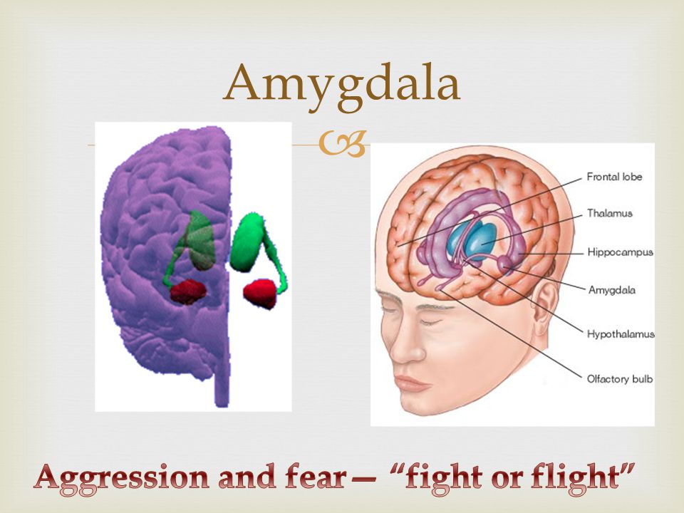  Amygdala