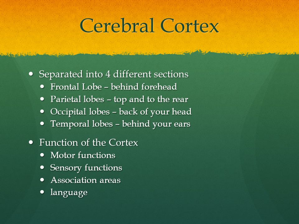 Cerebral Cortex Separated into 4 different sections Separated into 4 different sections Frontal Lobe – behind forehead Frontal Lobe – behind forehead Parietal lobes – top and to the rear Parietal lobes – top and to the rear Occipital lobes – back of your head Occipital lobes – back of your head Temporal lobes – behind your ears Temporal lobes – behind your ears Function of the Cortex Function of the Cortex Motor functions Motor functions Sensory functions Sensory functions Association areas Association areas language language